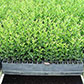 Citrus seedlings
