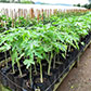 Papayas