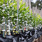 Citrus trees