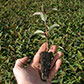 Eucalyptus plant