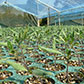 Tomatoe seedlings
